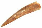 Fossil Pterosaur (Siroccopteryx) Tooth - Morocco #297061-1